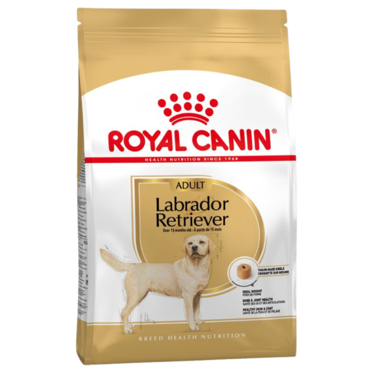 Adult Labrador Retriever