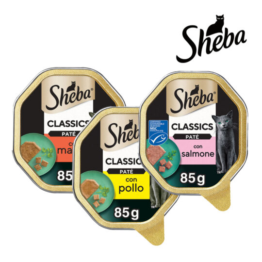 Sheba PATE'