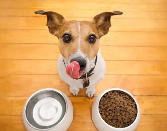 quante-volte-al-giorno-dovrebbero-mangiare-i-cani-adulti