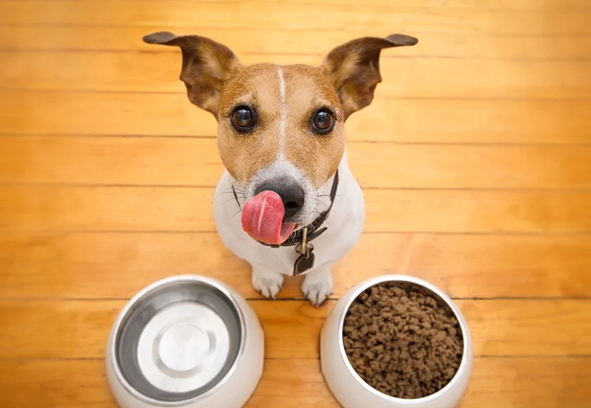 quante-volte-al-giorno-dovrebbero-mangiare-i-cani-adulti
